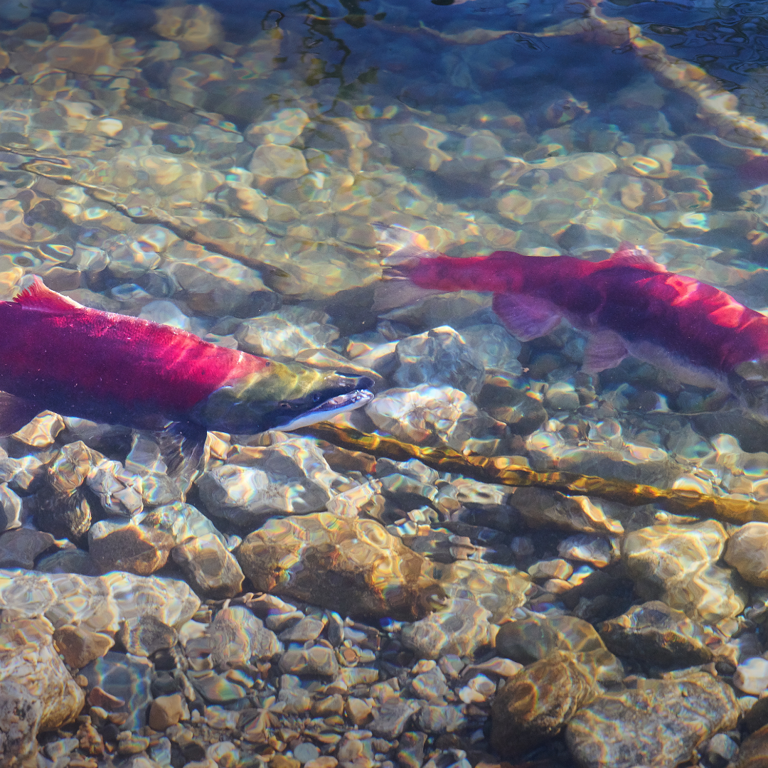 See the Salmon: Watch in amazement each fall as sockeye salmon return to their home waters to spawn.