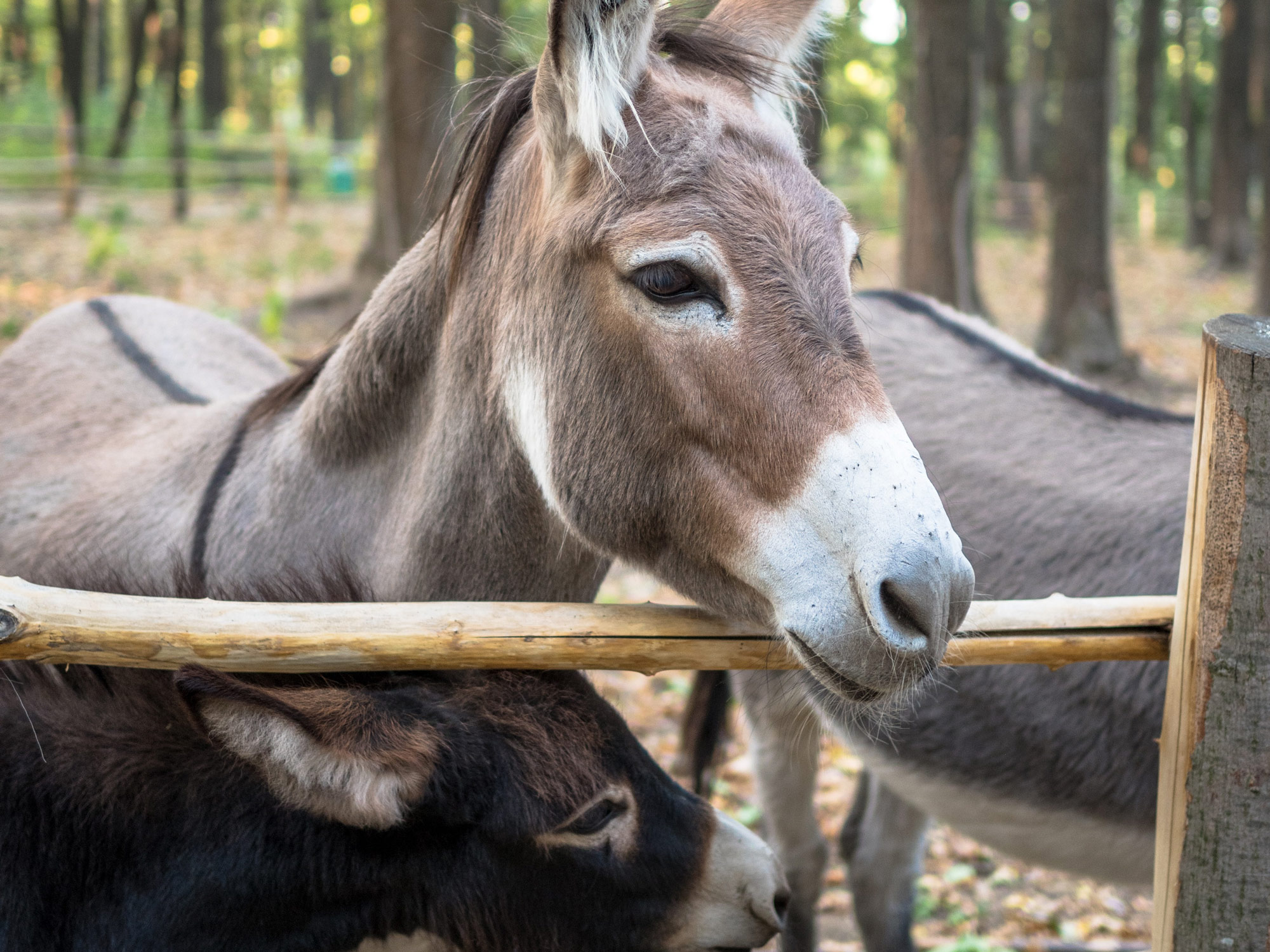 Turtle Valley Donkey Refuge: Make new friends at the Turtle Valley Donkey Refuge. The refuge is a working farm dedicated to the care for neglected, abused or unwanted donkeys. Visit our furry friends, learn […]