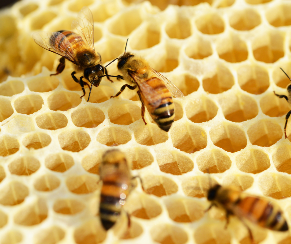 Harmonic Hives