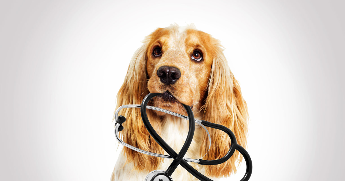 Chase Veterinary Clinic: Chase Veterinary Clinic is a second location of the Valleyview Veterinary Clinic located in Kamloops. We offer comprehensive care for all life stages. Services include wellness visits, preventative care, imaging, […]